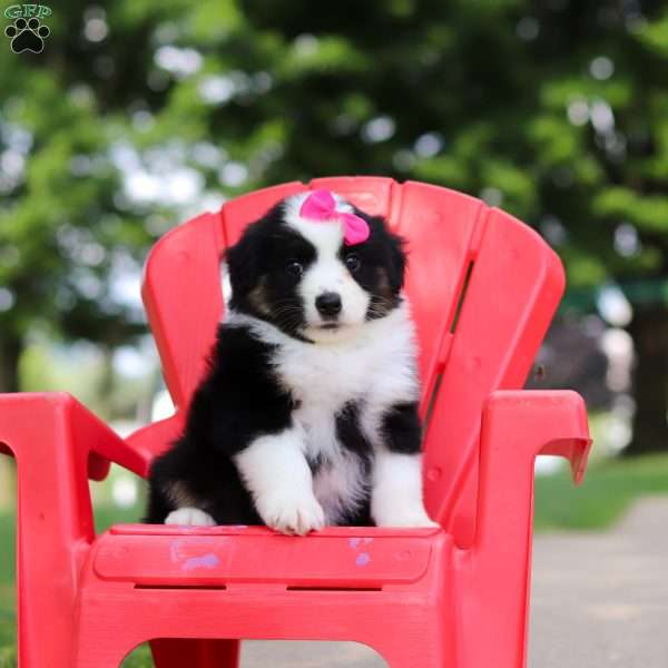 Cisco, Miniature Australian Shepherd Puppy